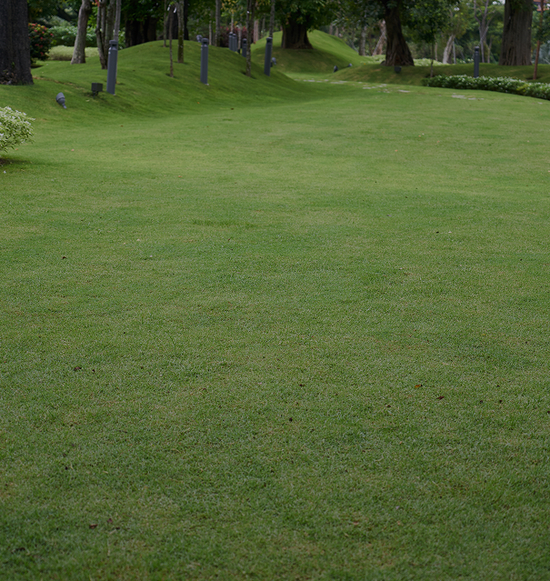 cesped-jardineria