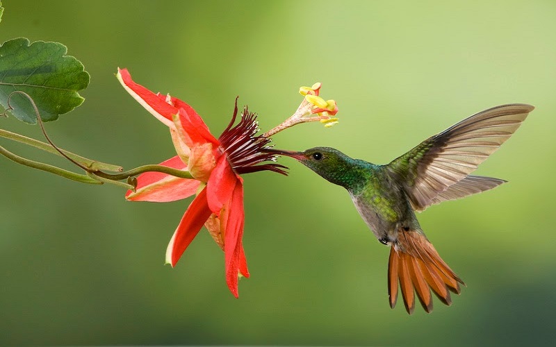 colibri-aridos