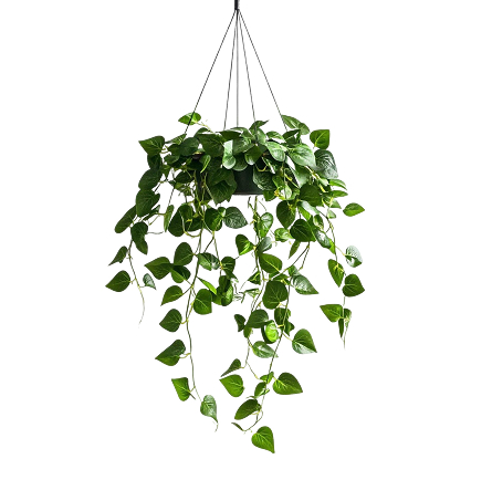 planta colgante