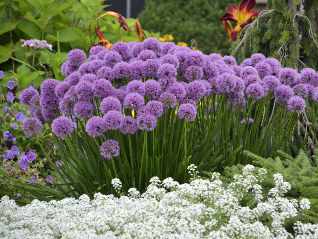 perennial