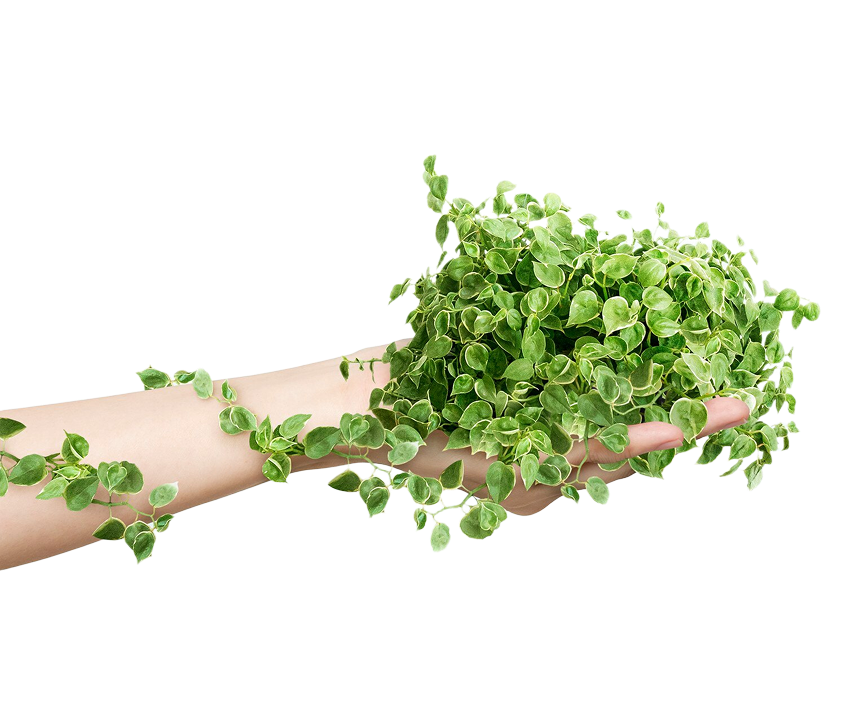 planta-explotacion-mano-ecologista-vida-sostenible