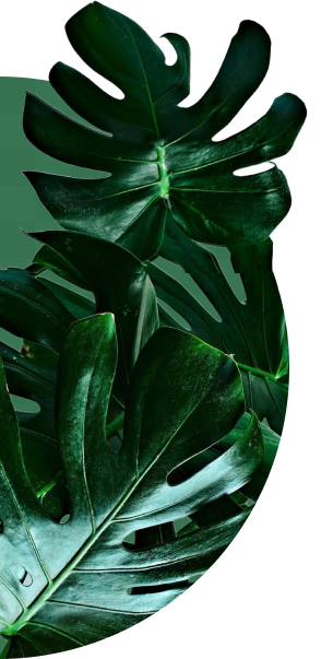 plantas semicirculo